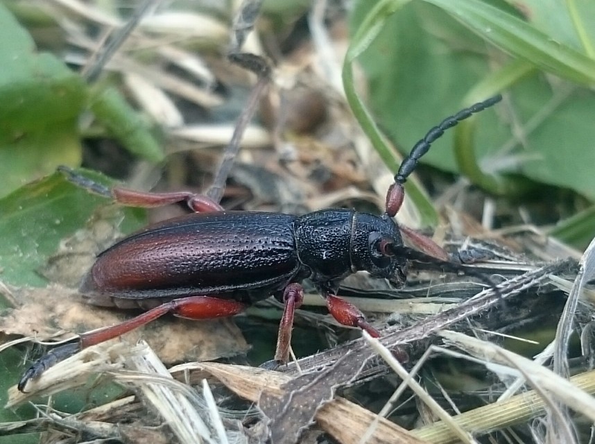 Dorcadion fulvum - barna gyalogcincér
