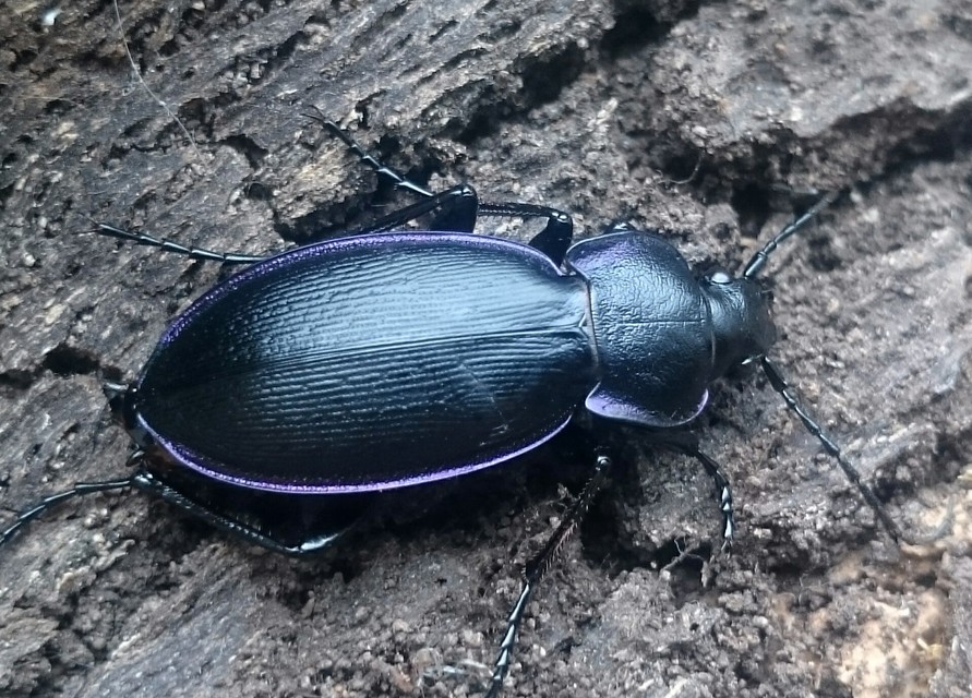 Carabus scheidleri jucundus - pompás változó futrinka