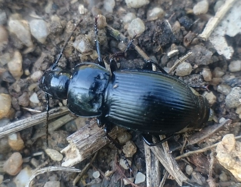 Pterostichus hungaricus - magyar gyászfutó