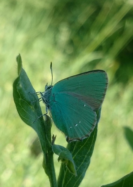 Callophrys rubi - zöldfonákú lepke