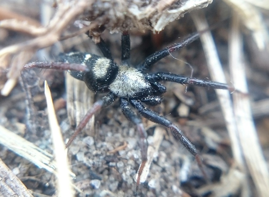 Callilepis nocturna - pettyes kövipók