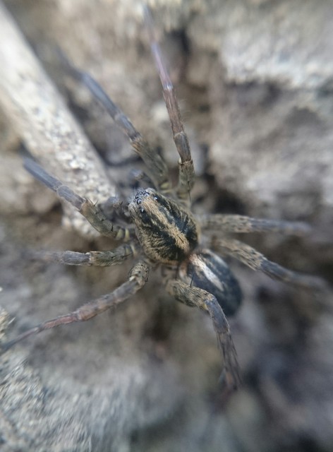 Trochosa ruricola - mezei farkaspók