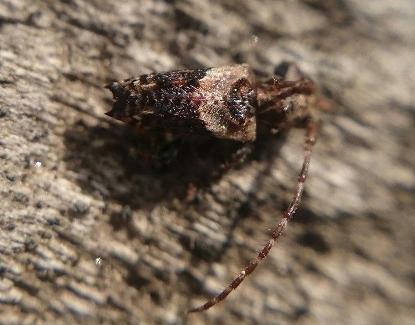 Pogonocherus hispidus - kéttövises ecsetcincér