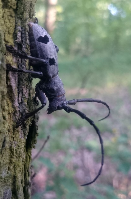 Morimus asper funereus - gyászcincér