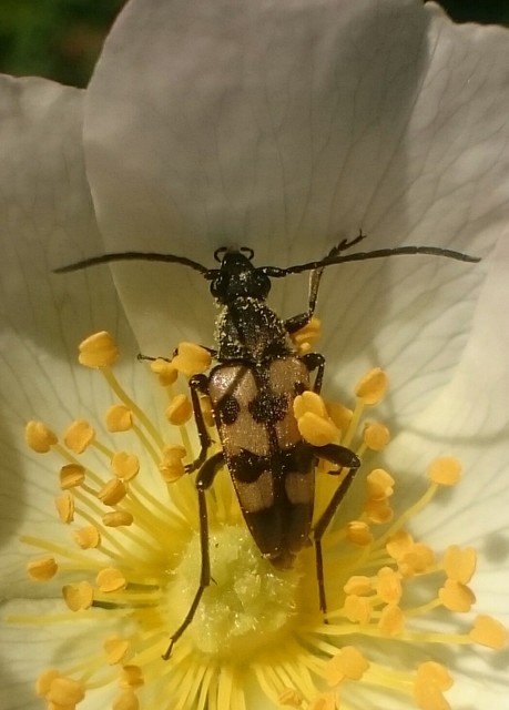 Pachytodes erraticus - rajzos virágcincér