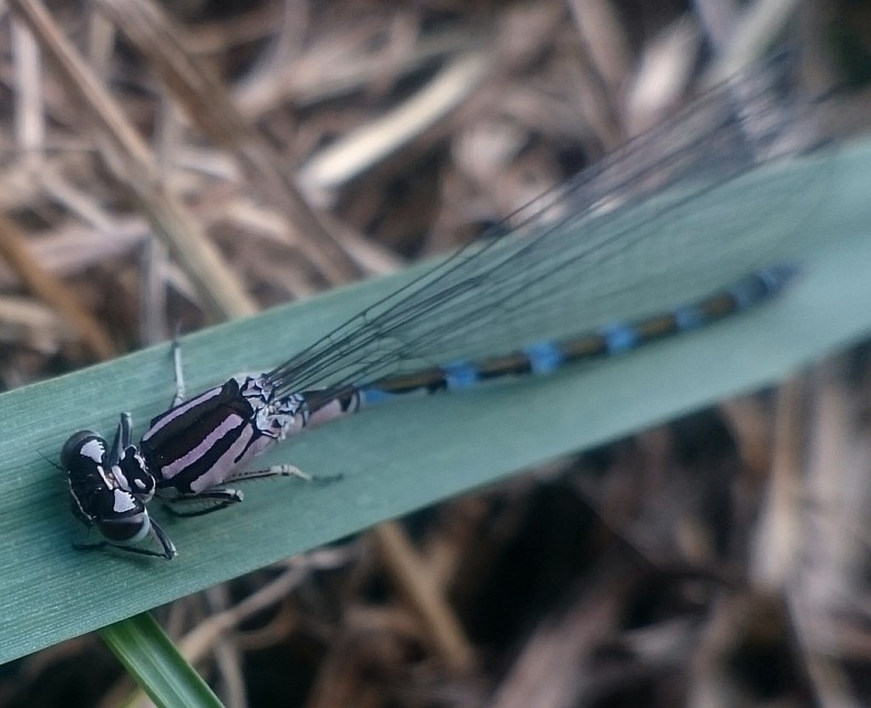 Coenagrion ornatum - díszes légivadász