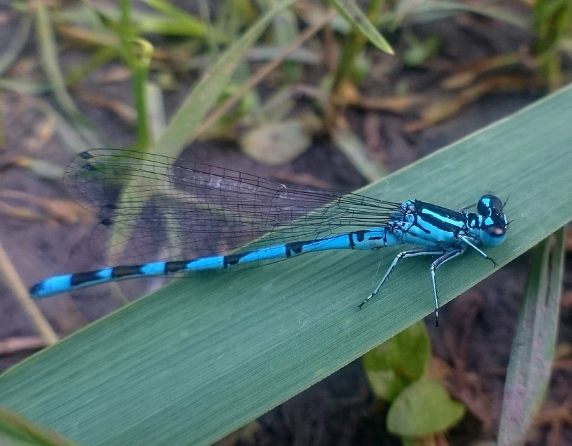Coenagrion ornatum - díszes légivadász