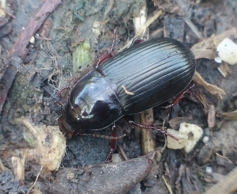 Zabrus tenebrioides - gabonafutó