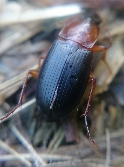 Calathus melanocephalus - vörösnyakú tarfutó Calathus melanocephalus - vörösnyakú tarfutó