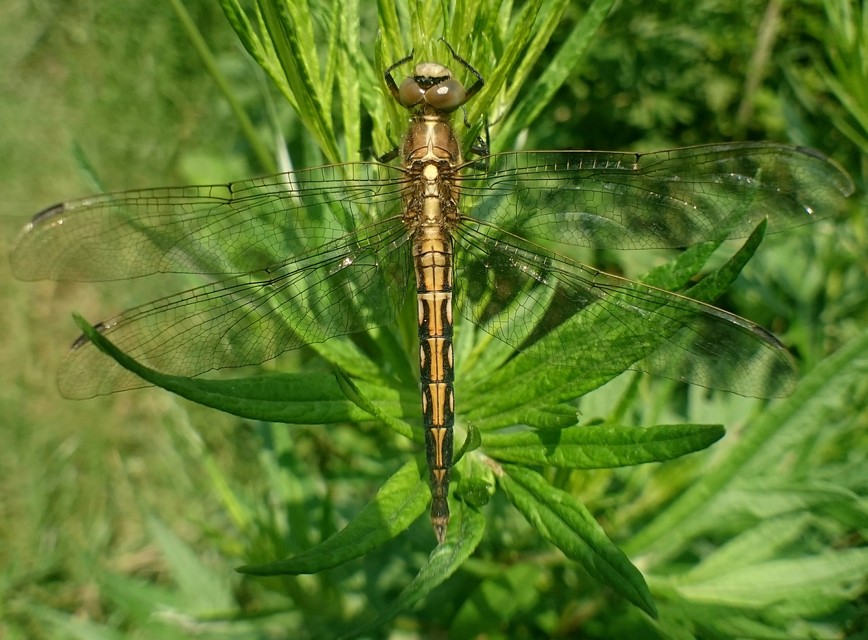 Orthetrum albistylum - fehérfarkú pásztorszitakötő