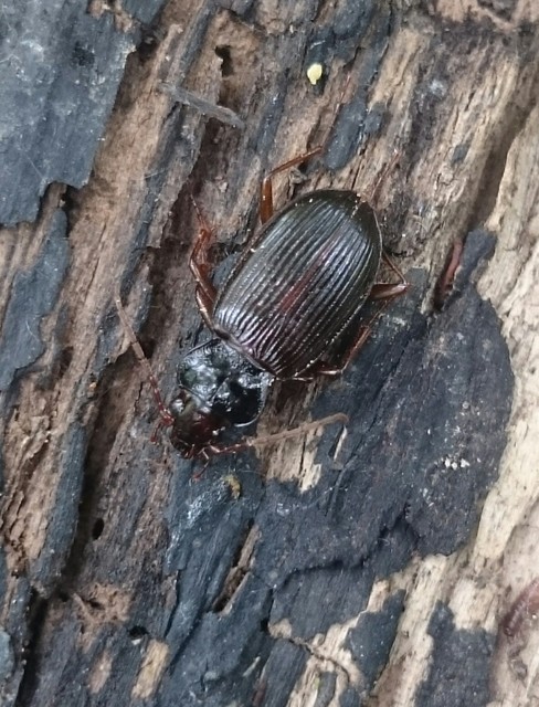 Nebria brevicollis - rövidnyakú partfutó