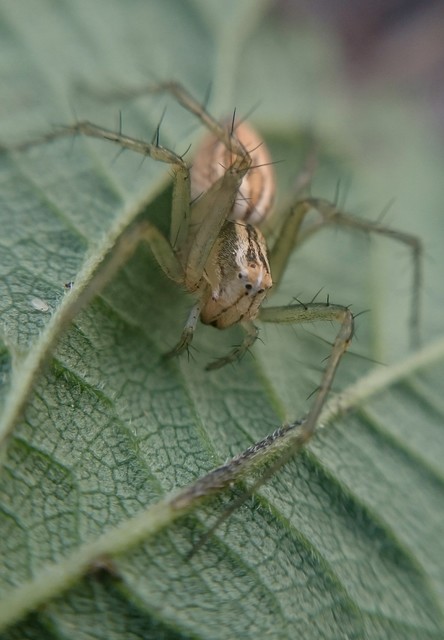 Oxyopes lineatus