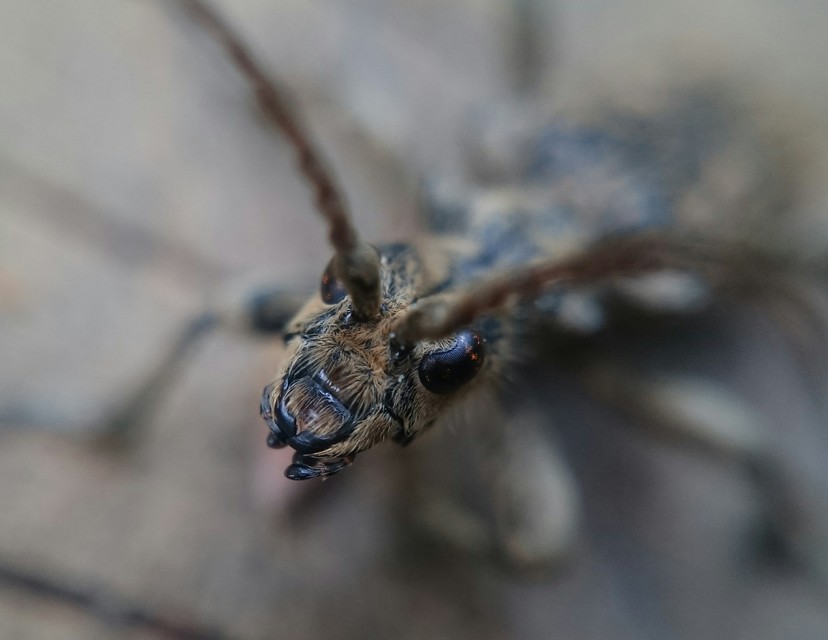Rhagium sycophanta - tölgyes-tövisescincér