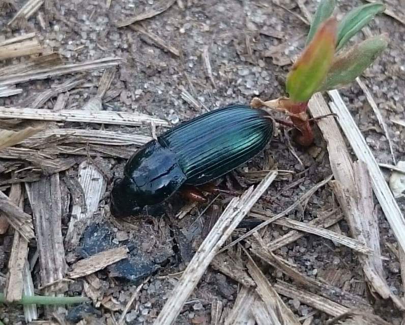 Harpalus smaragdinus - smaragd-lomhafutó