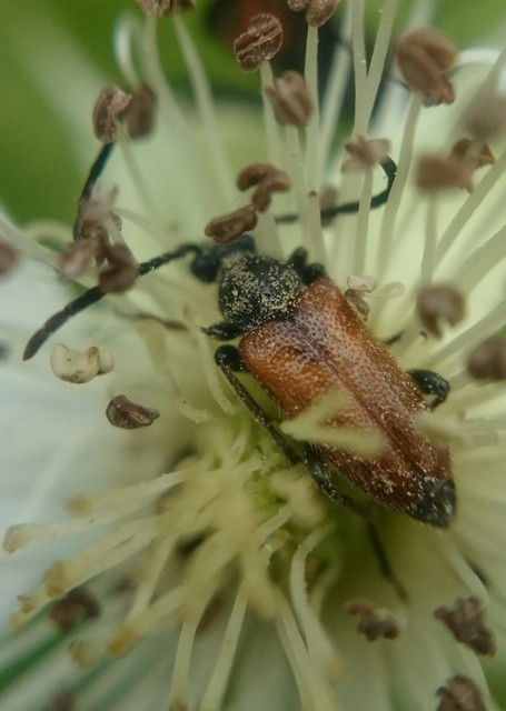 Pseudovadonia livida - barnás virágcincér