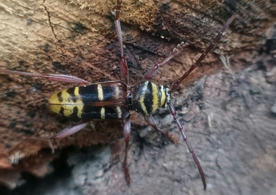 Plagionotus detritus - sárgafarú darázscincér