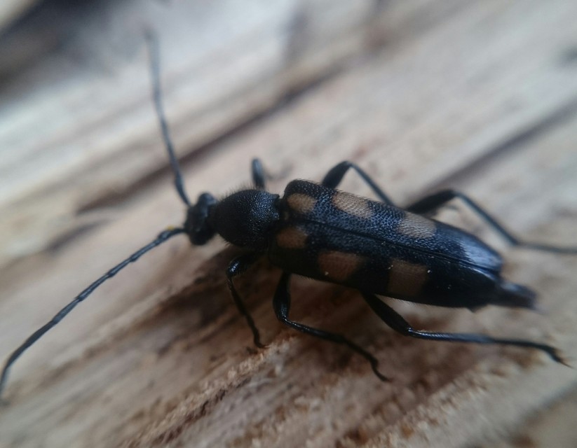 Anoplodera sexguttata - foltos virágcincér