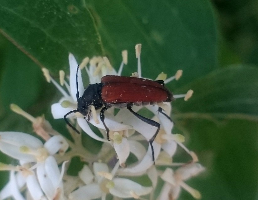 Anastrangalia sanguinolenta - kétszínű virágcincér