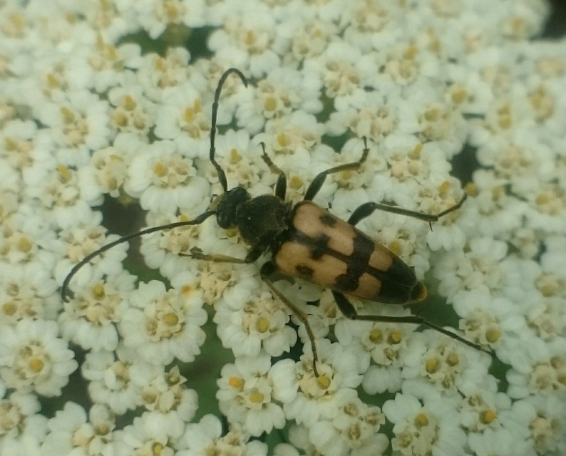 Pachytodes erraticus - rajzos virágcincér