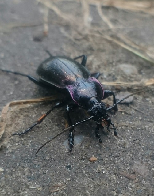 Carabus nemoralis - ligeti futrinka Carabus nemoralis - ligeti futrinka