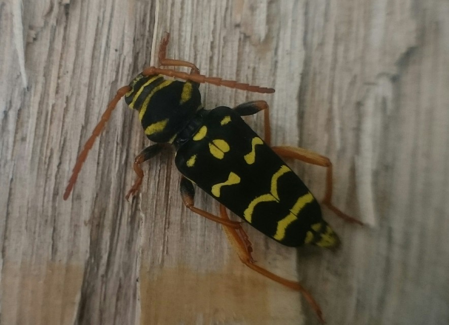 Plagionotus arcuatus - bársonyos darázscincér
