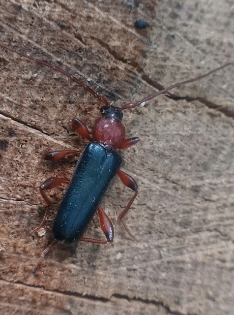 Phymatodes testaceus - változékony korongcincér Phymatodes testaceus - változékony korongcincér