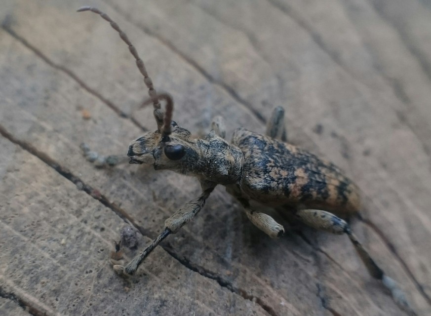 Rhagium sycophanta - tölgyes-tövisescincér