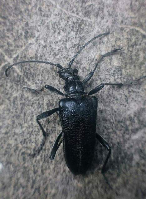 Stenocorus quercus - tölgy-gyökércincér