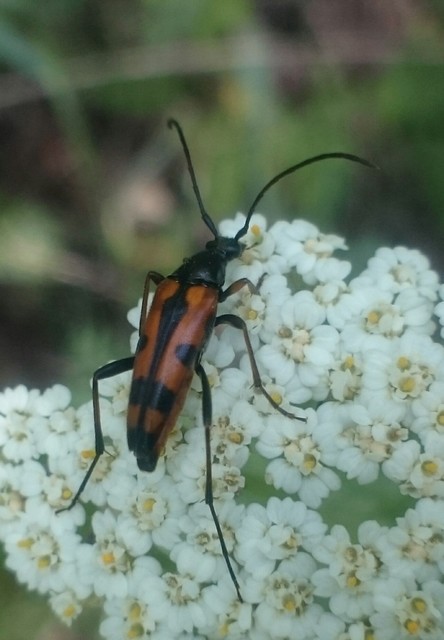 Stenurella septempunctata - hétpettyes karcsúcincér