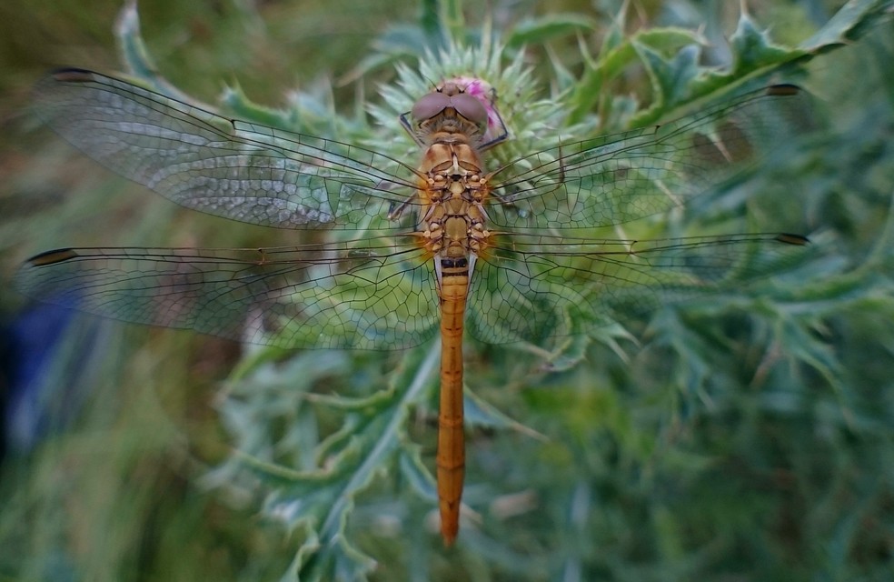 Sympetrum meridionale - fakó katona-szitakötő
