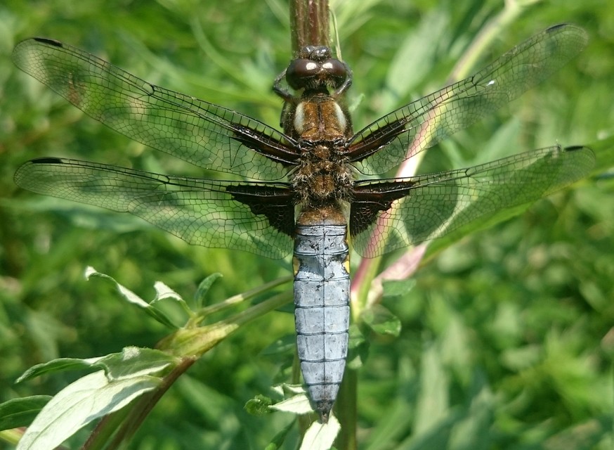 Libellula depressa - széles laposacsa