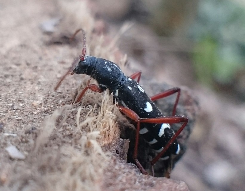 Isotomus speciosus - nyírfa-darázscincér