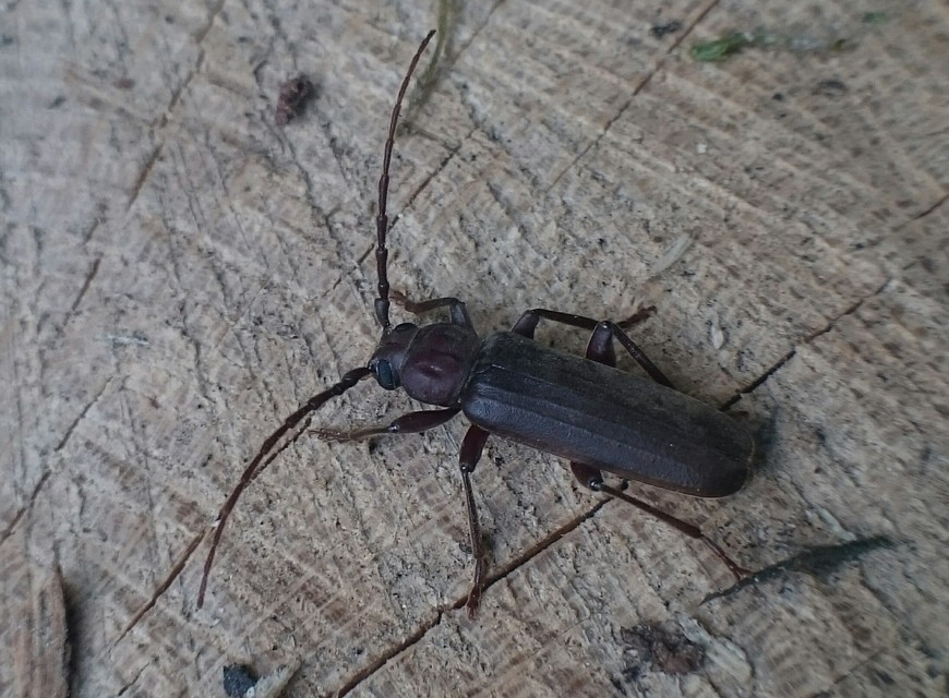 Arhopalus rusticus - gödrösnyakú cincér