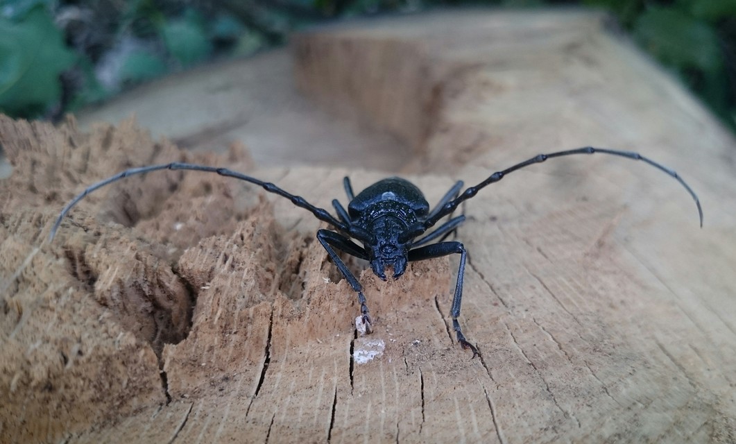 Cerambyx cerdo - nagy hőscincér