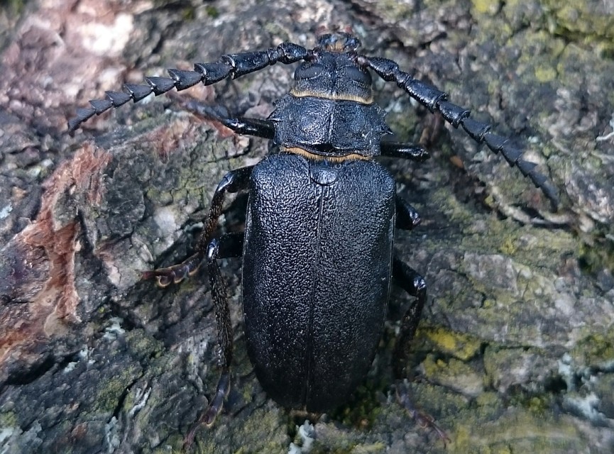 Prionus coriarius - csőszcincér