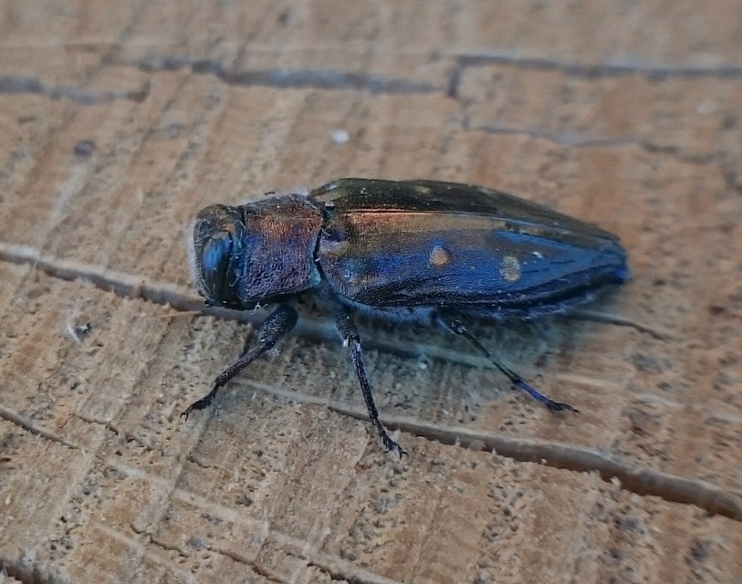 Chrysobothris affinis - aranypettyes díszbogár