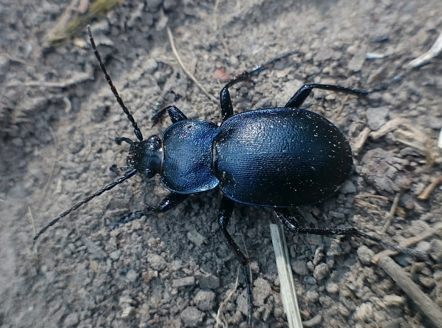 Carabus convexus - selymes futrinka Carabus convexus - selymes futrinka