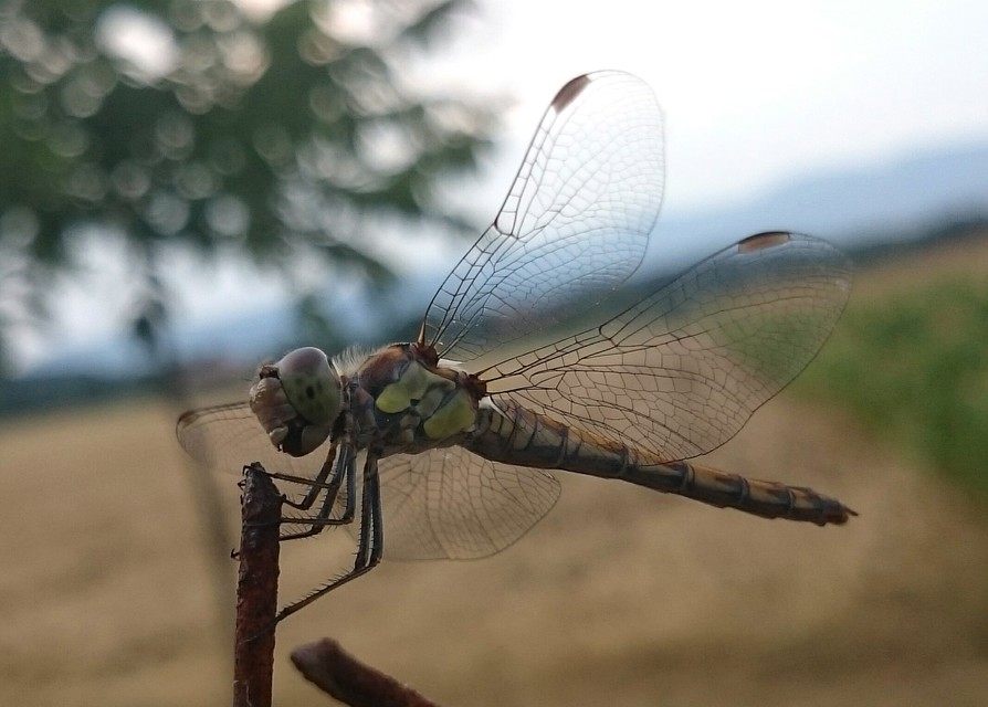 Sympetrum striolatum - harántsávos katona-szitakötő