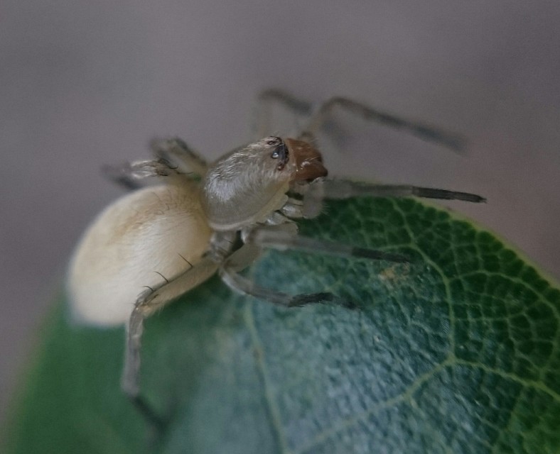 Cheiracanthium mildei - sárga dajkapók