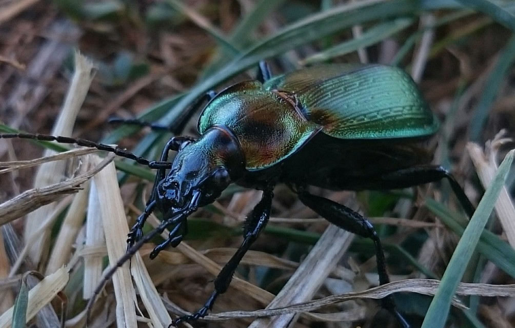 Carabus scheidleri - változó futrinka Carabus scheidleri - változó futrinka