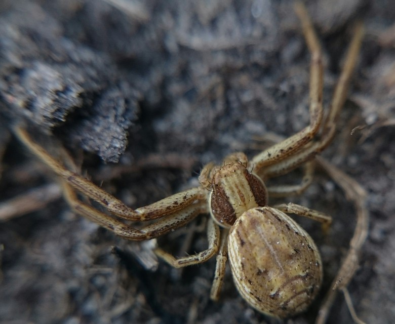 Spiracme striatipes - csíkoslábú karolópók