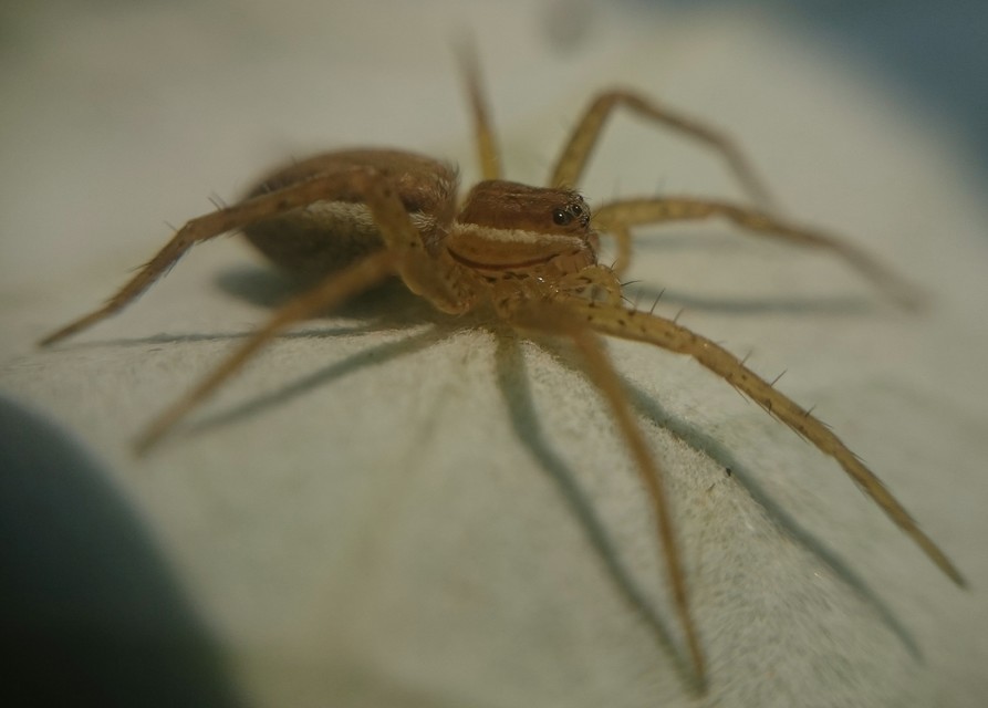 Dolomedes plantarius/fimbriatus