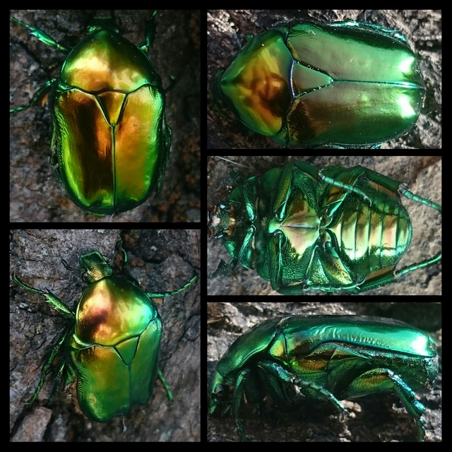 Protaetia speciosissima - pompás virágbogár