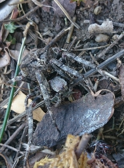Araneus circe/angulatus