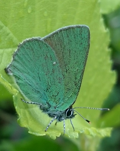 Callophrys rubi - zöldfonákú lepke