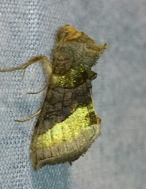 Diachrysia chrysitis - aranybagoly
