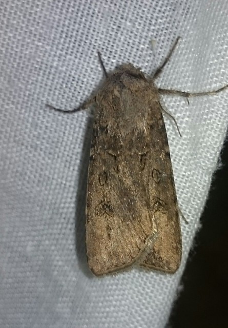 Agrotis segetum - vetési földibagoly