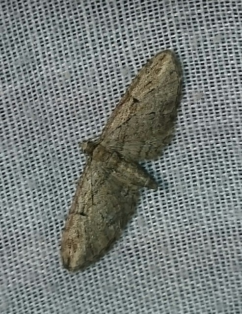 Eupithecia pusillata - lucfenyő-törpearaszoló