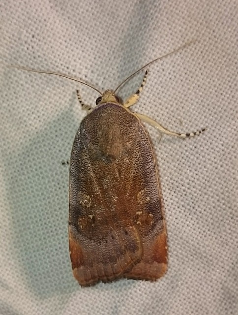 Noctua janthe/janthina