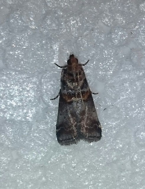 Acrobasis
